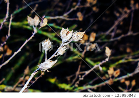 Close-up of Hibiscus syriacus in early spring against a dark background. 123980848