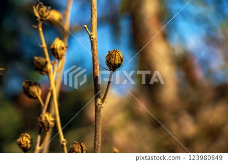 Close-up of Hibiscus syriacus in early spring against the sky. 123980849