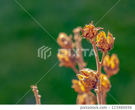 Close-up of Hibiscus syriacus in early spring against a green background. 123980856