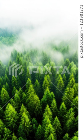 Fog Enveloping a Vast Green Forest Terrain Fog Enveloping a Vast Green Forest Terrain 123981273