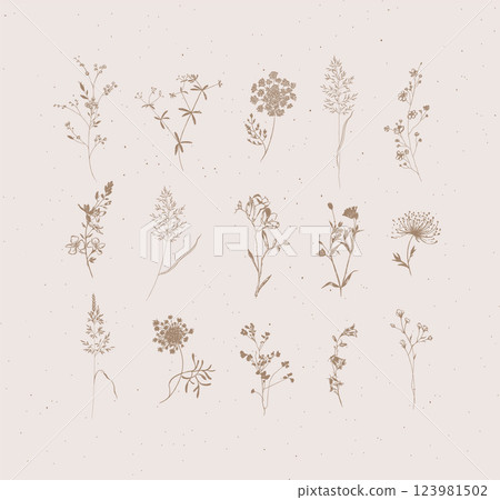 Flower herbs ears of grass growing in the garden and meadow brown Flower herbs ears of grass growing in the garden and meadow brown 123981502