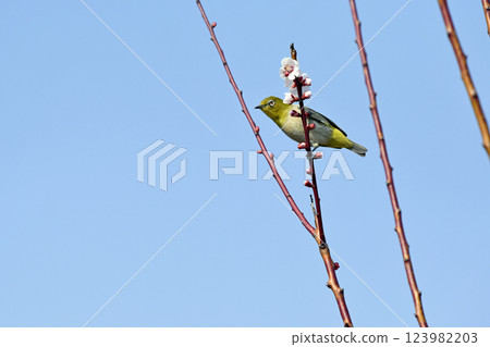 White-eye on a white plum blossom in full bloom (spring image) (heartwarming image) White-eye on a white plum blossom in full bloom (spring image) (heartwarming image) 123982203