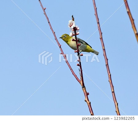 White-eye on a white plum blossom in full bloom (spring image) (heartwarming image) White-eye on a white plum blossom in full bloom (spring image) (heartwarming image) 123982205