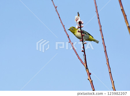 White-eye on a white plum blossom in full bloom (spring image) (heartwarming image) 123982207