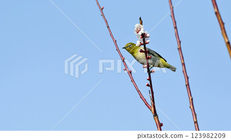 White-eye on a white plum blossom in full bloom (spring image) (heartwarming image) White-eye on a white plum blossom in full bloom (spring image) (heartwarming image) 123982209