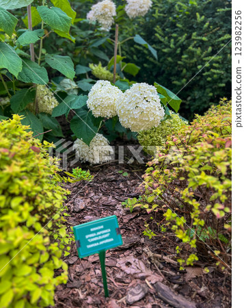 Blooming white hydrangea in the garden with sign of the name of the plant between bushes. 123982256