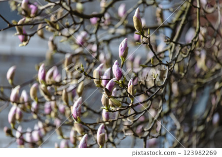 A tree with pink flowers blooming on its branches 123982269