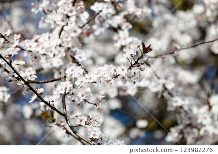 A tree with white flowers is in the foreground 123982276