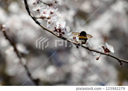 A bee is sitting on a branch of a tree with white flowers A bee is sitting on a branch of a tree with white flowers 123982279