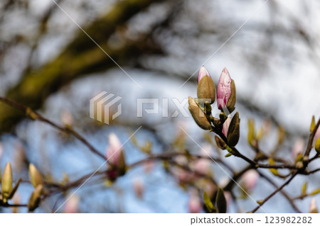 Newborn Magnolia Blossoms Newborn Magnolia Blossoms 123982282