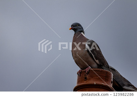 A pigeon is perched on a metal pole 123982286