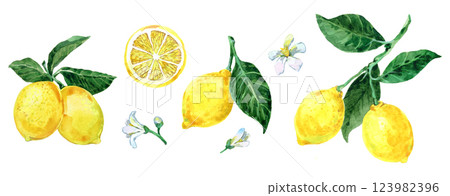 Set of watercolor illustrations of lemons on a white background Set of watercolor illustrations of lemons on a white background 123982396