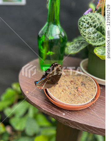 Butterfly on a flower pot with a green bottle in the background 123982529