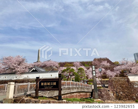 Kofu Maizuru Castle Park in full bloom with cherry blossoms 1 Kofu Maizuru Castle Park in full bloom with cherry blossoms 1 123982655