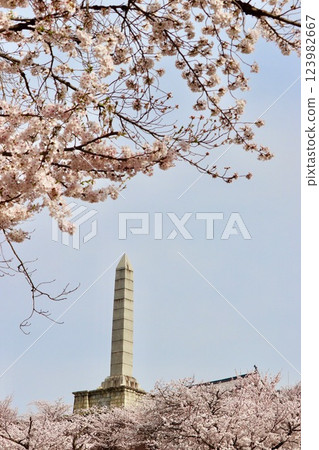 Kofu Maizuru Castle Park in full bloom with cherry blossoms 2 123982667
