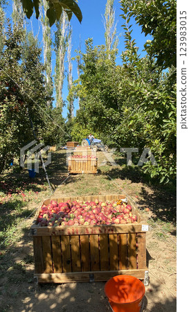fruit trees summer fruits rest garden. High quality photo 123983015