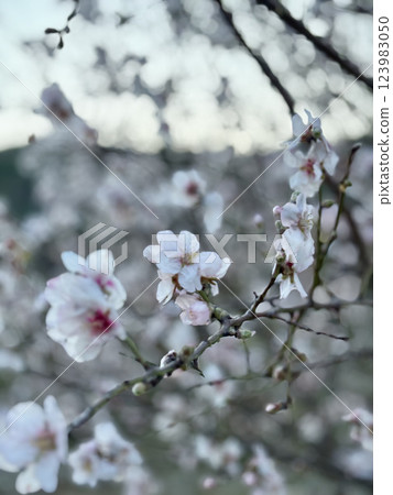 Blossom mountain landscape. Blossoming almond trees. High quality photo 123983050