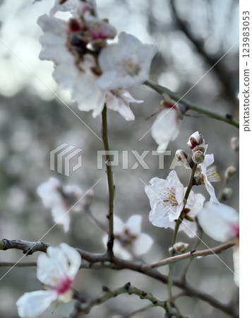 Blossom mountain landscape. Blossoming almond trees. High quality photo Blossom mountain landscape. Blossoming almond trees. High quality photo 123983053