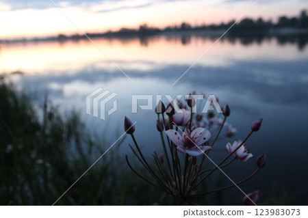 Swamp delicate pink flowers against the background of a sunset on the river. Aquatic vegetation 123983073