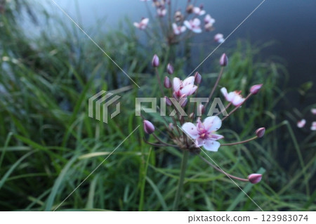 Light delicate pink flowers against the background of green grass close-up. Flowers near the water 123983074