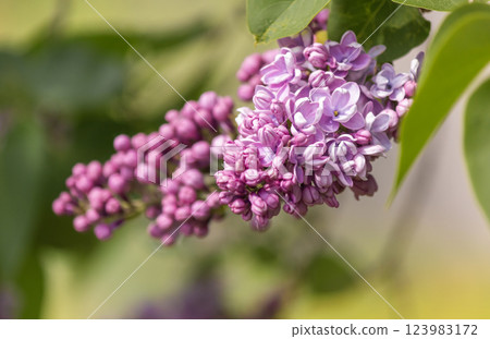 Purple lilac trees. A close-up shot of a lilac branch 123983172
