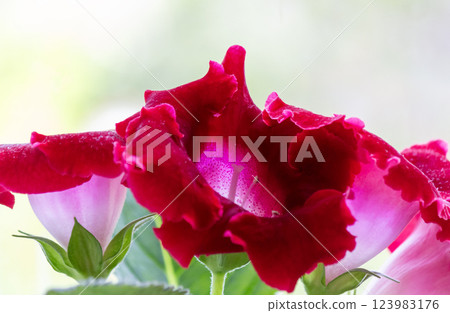 Close-up of bright red gloxinia flowers with velvety petals and a white speckled neck. Close-up of bright red gloxinia flowers with velvety petals and a white speckled neck. 123983176