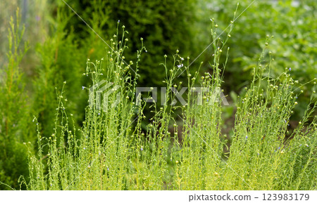 Beautiful purple flowers of common flax , as well as unopened flax flowers Beautiful purple flowers of common flax , as well as unopened flax flowers 123983179