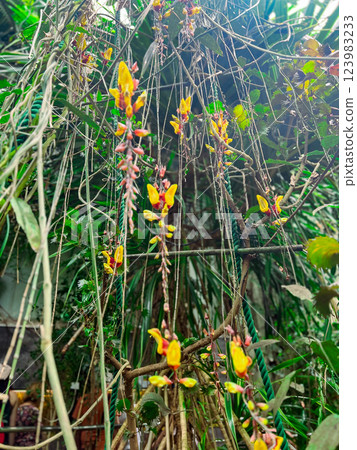 Flowering Thunbergia mysorensis, (Clock Vine Brick & Butter Vine, Lady's Slipper Vine ,Dolls' Shoes) in the botanical garden. Bright Red Wild Orchids Growing On Trees Flowering Thunbergia mysorensis, (Clock Vine Brick & Butter Vine, Lady's Slipper Vine ,Dolls' Shoes) in the botanical garden. Bright Red Wild Orchids Growing On Trees 123983233