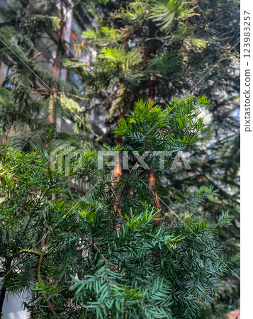 Tropical ferns in the botanical garden, stock photo. Pine tree in the park, close-up, green background 123983257