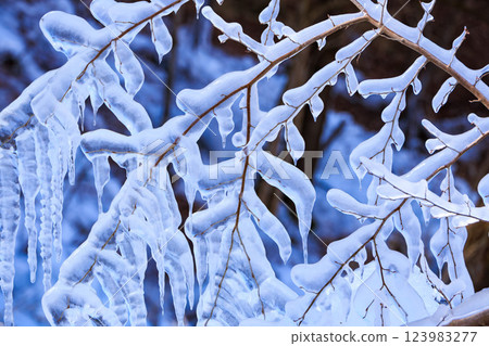 Frozen branches and icicles 123983277