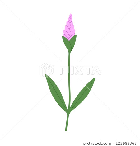 Hand draw rustic flower vector illustration. lavender on white background Hand draw rustic flower vector illustration. lavender on white background 123983365