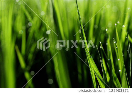 Ears of rice glistening with morning dew 123983571