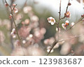 梅花 123983687