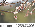 梅花 123983806