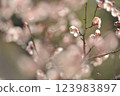 梅花 123983897