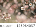 梅花 123984037