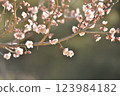 梅花 123984182