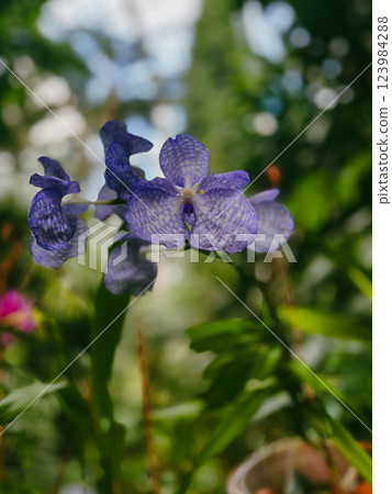 Purple orchid in the garden on a sunny day in park Purple orchid in the garden on a sunny day in park 123984288