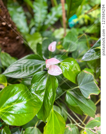 Flamingo flower or Spathiphyllum in garden 123984294