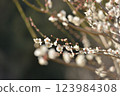 梅花 123984308