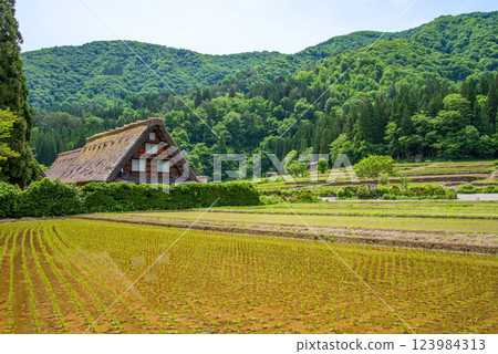 初夏的白河村:插秧後的稻田與合掌村落 初夏的白河村:插秧後的稻田與合掌村落 123984313