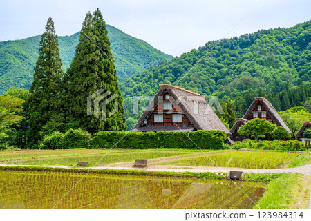 初夏的白河村 - 插秧後的稻田和三連五椰子樹 初夏的白河村 - 插秧後的稻田和三連五椰子樹 123984314