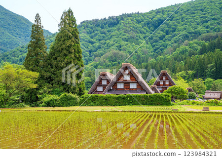 初夏的白河村 - 插秧後的稻田和三連五椰子樹 初夏的白河村 - 插秧後的稻田和三連五椰子樹 123984321