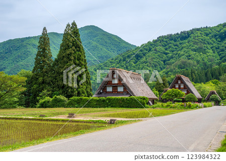 初夏的白河村 - 插秧後的稻田和三連五椰子樹 123984322