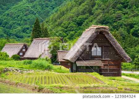 Shirakawa Village in early summer: rice fields and Gassho-style villages just after rice planting 123984324