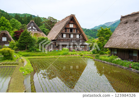 World Heritage site "Shirakawa Village" in early summer - rice paddies and Gassho-style villages just after rice planting 123984326
