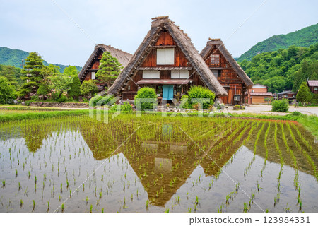 Shirakawa Village in early summer - rice paddies and Sanrengo palm trees just after rice planting 123984331