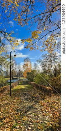 Autumn vertical photography with yellow leafs 123984460