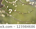 梅花 123984686