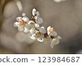 梅花 123984687